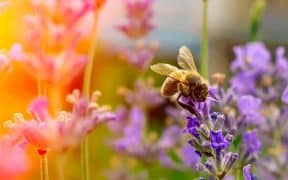 Abeille qui butine dans une fleur