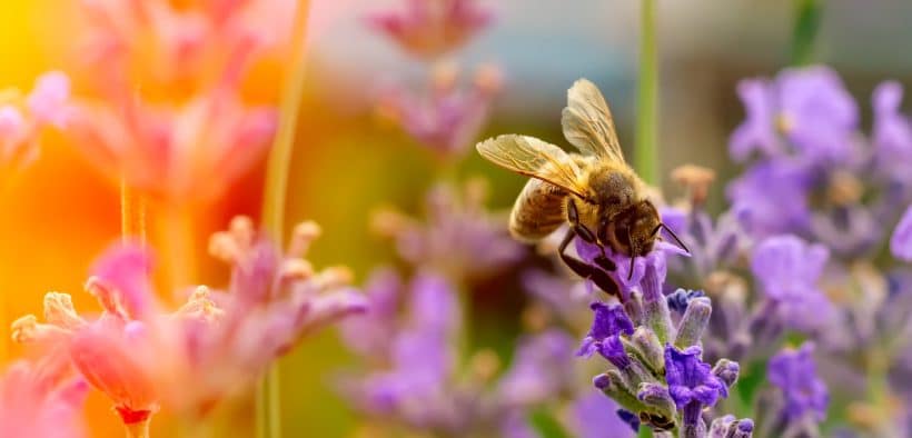 Abeille qui butine dans une fleur