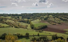 Un paysage d'arbres et de champs