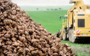 Récolte de pommes de terres