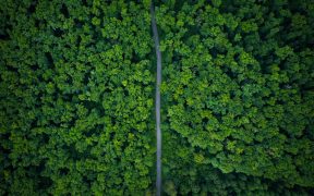 Paysage d'une route au milieu d'une forêt