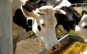 Des vaches à la mangeoire dans une étable