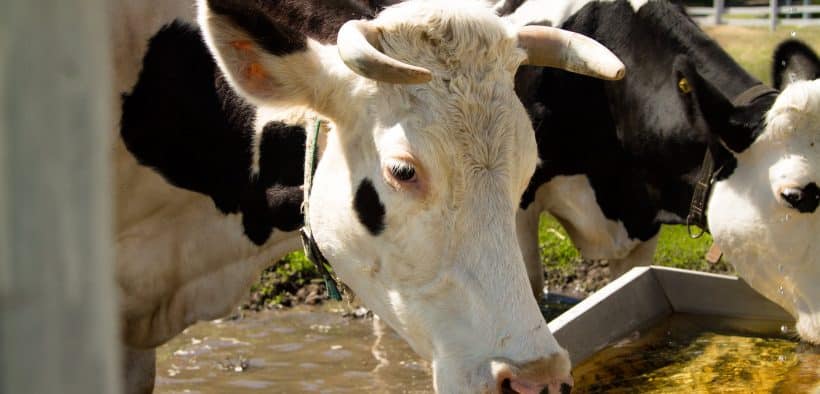 Des vaches à la mangeoire dans une étable