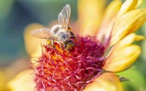 Abeille butinant dans une fleur