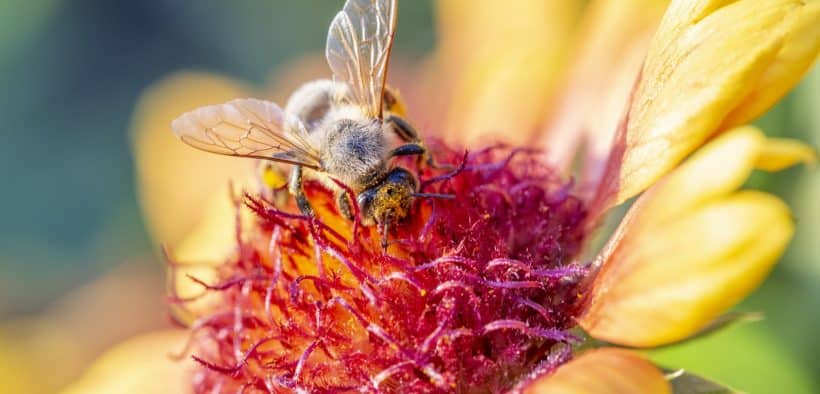 Abeille butinant dans une fleur