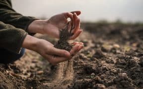 Une personne ramassant de la terre dans ses mains