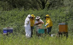 4 apiculteurs en plein travail