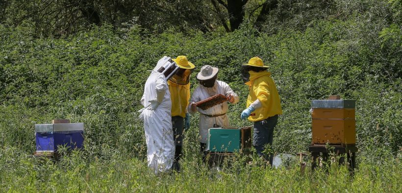 4 apiculteurs en plein travail