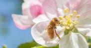 une abeille butinant une fleur