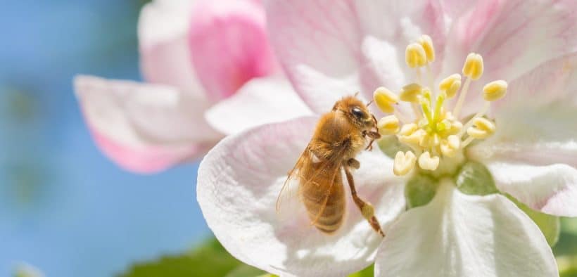 une abeille butinant une fleur