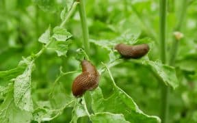 Deux limaces sur des feuilles