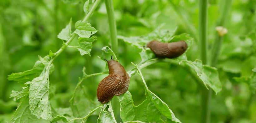 Deux limaces sur des feuilles