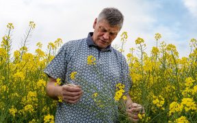 Un homme en plein milieu d'un champ de fleurs