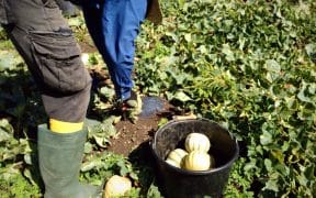 Culture des melons