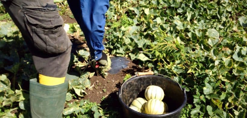 Culture des melons