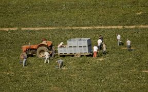 Des agriculteurs dans un champ accompagné d'un tracteur