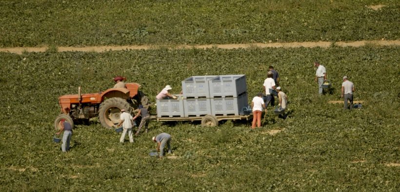Des agriculteurs dans un champ accompagné d'un tracteur