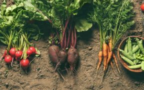 Légumes dans la terre