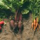 Légumes dans la terre