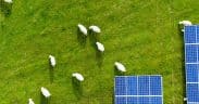 Produire de l'électricité à partir de panneaux solaires installés dans un champ ou dans une pâture, rien de plus simple à première vue… pourtant, il ne faut pas omettre la notion de primauté de l'agriculture © AdobeStock