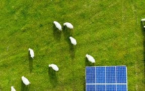 Produire de l'électricité à partir de panneaux solaires installés dans un champ ou dans une pâture, rien de plus simple à première vue… pourtant, il ne faut pas omettre la notion de primauté de l'agriculture © AdobeStock