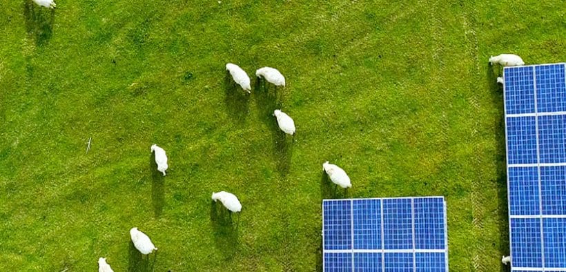 Produire de l'électricité à partir de panneaux solaires installés dans un champ ou dans une pâture, rien de plus simple à première vue… pourtant, il ne faut pas omettre la notion de primauté de l'agriculture © AdobeStock