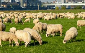 Les agriculteurs européens finiront-ils par se faire manger la laine sur le dos, comme ces moutons qui paissent à côté de Cologne, si les propositions des ministres allemands, visant à privilégier une « prime aux biens publics » plutôt que des droits à paiement de base, sont retenues ? © Adobe Stock