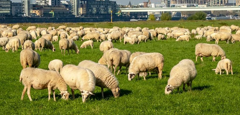 Les agriculteurs européens finiront-ils par se faire manger la laine sur le dos, comme ces moutons qui paissent à côté de Cologne, si les propositions des ministres allemands, visant à privilégier une « prime aux biens publics » plutôt que des droits à paiement de base, sont retenues ? © Adobe Stock