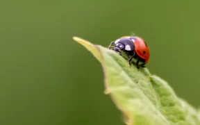 Les produits de biocontrôle sont-ils aussi efficaces que les produits conventionnels ?