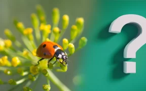 Testez vos connaissances sur le biocontrôle