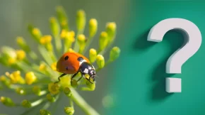 Testez vos connaissances sur le biocontrôle