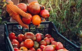 100% agriculture bio : pourrait-on nourrir toute la planète ?