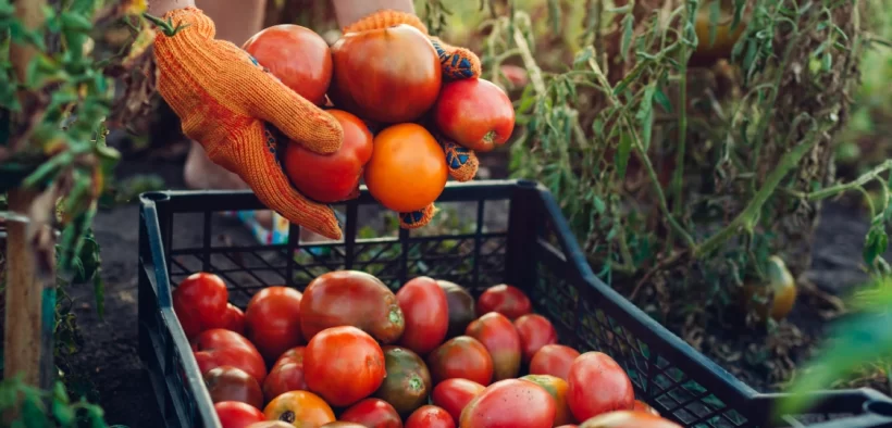 100% agriculture bio : pourrait-on nourrir toute la planète ?