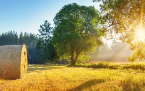 Toujours moins de GES émis en France par l'agriculture