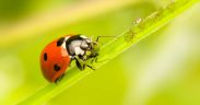 Coccinelle sur une brindille
