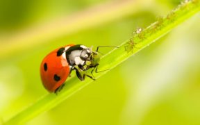 Coccinelle sur une brindille