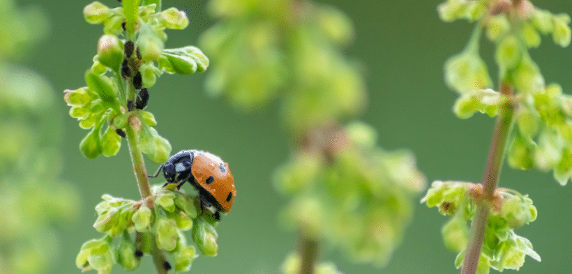 Biocontrole agriculture