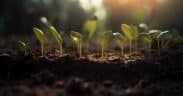 Petites pousses dans la terre