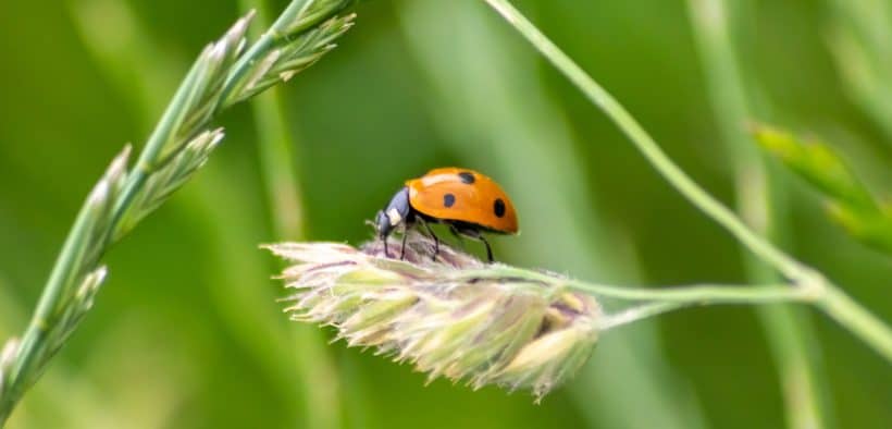 Coccinelle